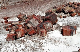 Petrified Forest