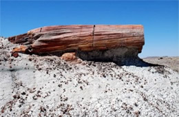 Petrified Forest