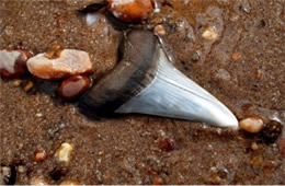 Carcharocles megalodon - Shark Tooth Fossil