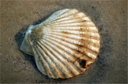 York River Fossils