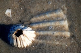 York River Fossils