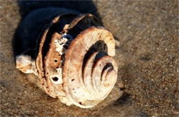 York River Fossils