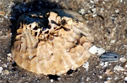 York River Fossils