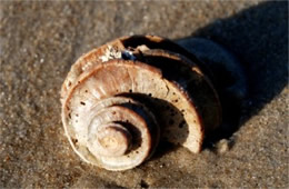 York River Fossils