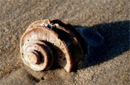 York River Fossils