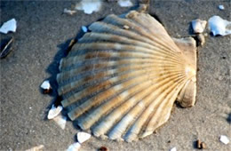 York River Fossils