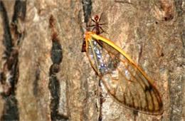 Ants with Cicada Wing