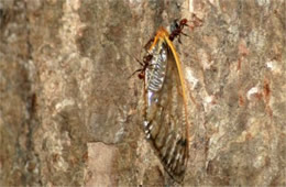 Ants with Cicada Wing