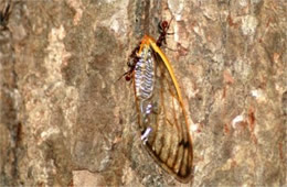Ants with Cicada Wing