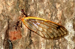 Ants with Cicada Wing