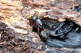 Carpenter Ant