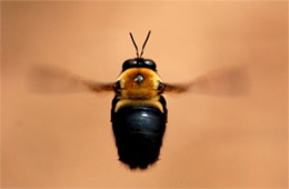 Xylocopa virginica - Eastern Carpenter Bee