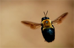 Xylocopa virginica - Eastern Carpenter Bee