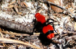 Dasymutilla occidentalis - Cow Killer (Velvet Ant)