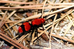 Dasymutilla occidentalis - Cow Killer (Velvet Ant)