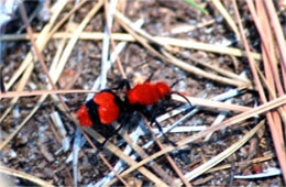 Dasymutilla occidentalis - Cow Killer (Velvet Ant)