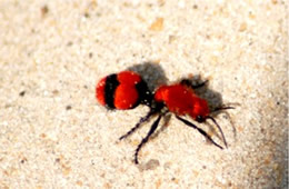 Dasymutilla occidentalis - Cow Killer (Velvet Ant)