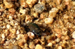 Hydrochara lineata - Water Scavenger Beetle