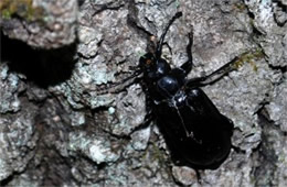 Longhorn Beetle