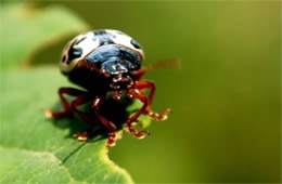 Calligrapha scalaris - Elm Calligrapha Beetle