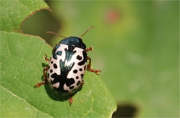 Calligrapha scalaris - Elm Calligrapha Beetle