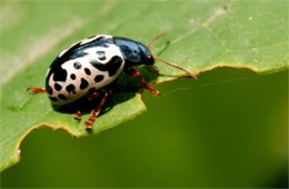 Calligrapha scalaris - Elm Calligrapha Beetle