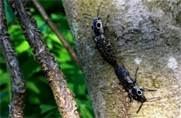 Alaus oculatus - Eyed Click Beetle