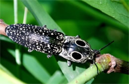 Alaus oculatus - Eyed Click Beetle