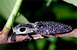 Alaus oculatus - Eyed Click Beetle