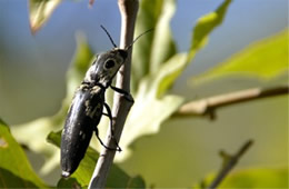 Alaus oculatus - Eyed Click Beetle