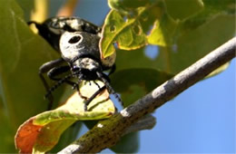 Alaus oculatus - Eyed Click Beetle