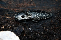 Alaus oculatus - Eyed Click Beetle