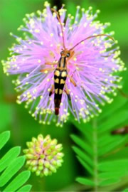 Strangalia famelica - Flower Longhorn Beetle