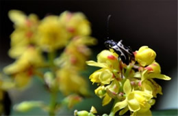 Flower Longhorn Beetle