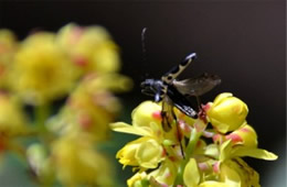 Flower Longhorn Beetle