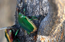 Cotinis mutabilis - Green Fuit Beetle