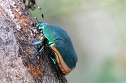 Cotinis mutabilis - Green Fuit Beetle