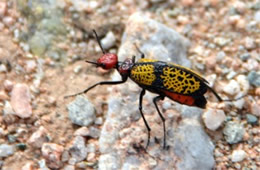 Tegrodera aloga - Iron Cross Blister Beetle