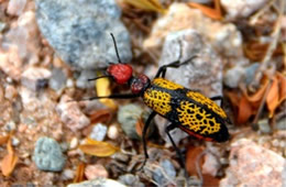 Tegrodera aloga - Iron Cross Blister Beetle