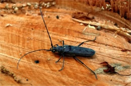 Knulliana cincta - Banded Hickory Borer