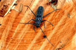 Knulliana cincta - Banded Hickory Borer