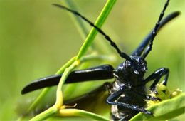 Longhorn Beetle