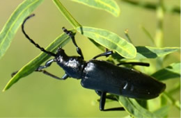 Longhorn Beetle