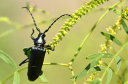 Longhorn Beetle