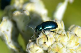 Chrysochus cobaltinus - Cobalt Milkweed Beetle