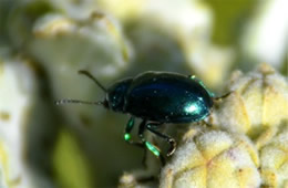 Chrysochus cobaltinus - Cobalt Milkweed Beetle