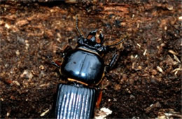 Odontotaenius disjunctus - Horned Passalus