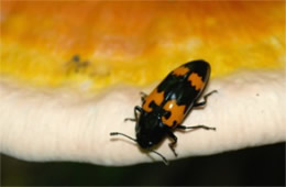 Megalodacne heros - Pleasing Fungus Beetle