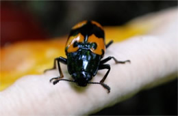 Megalodacne heros - Pleasing Fungus Beetle