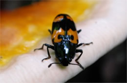 Megalodacne heros - Pleasing Fungus Beetle